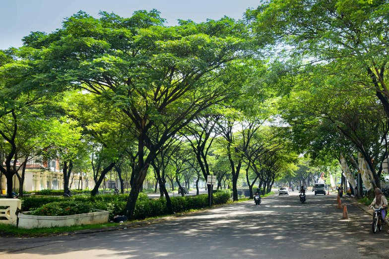 Shady tree-lined neighborhood street on a sunny day